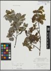 Foto von Salix appendiculata Vill. x Salix caprea L.